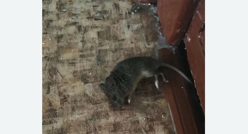 Дезинфекция от мышей в Муравленко