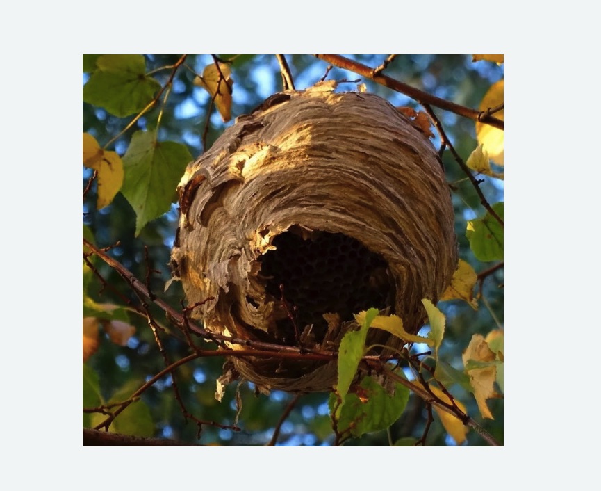 Обработка от шершней в Муравленко