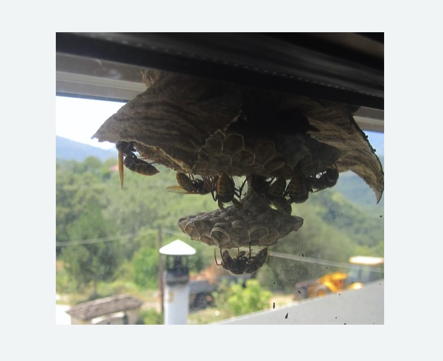 Уничтожение гнёзд шершней в Муравленко