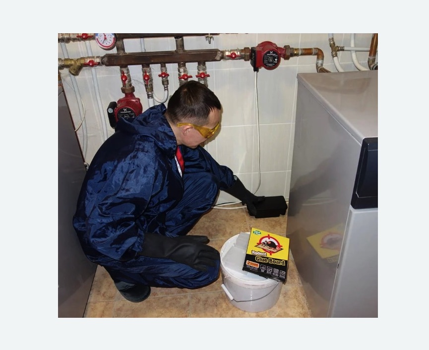 Уничтожение крыс в Муравленко